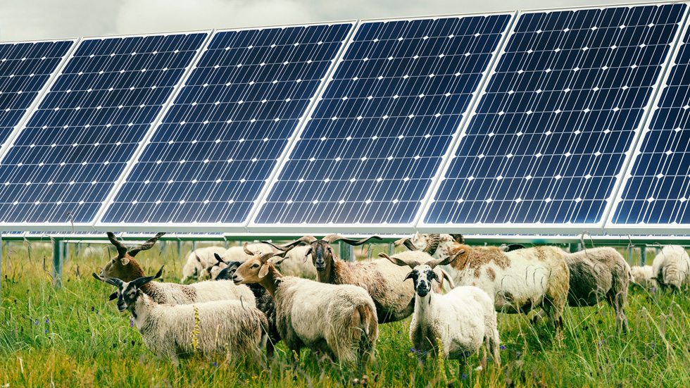 在中国，太阳能电池板安装在离地面很高的位置以让阳光透过，这样牧草就可以生长，而且那里的羊也能吃得到。