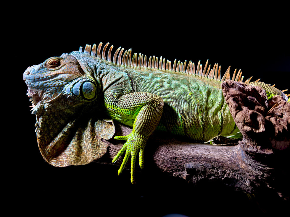 使用 iPhone 15 Pro 以 4800 万像素 HEIF 格式拍摄的美洲鬣蜥。