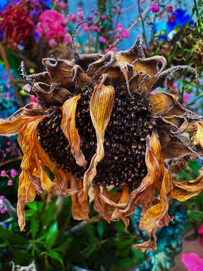 一株枯萎向日葵的色彩鲜艳的照片，使用 iPhone 15 Pro Max 拍摄。
