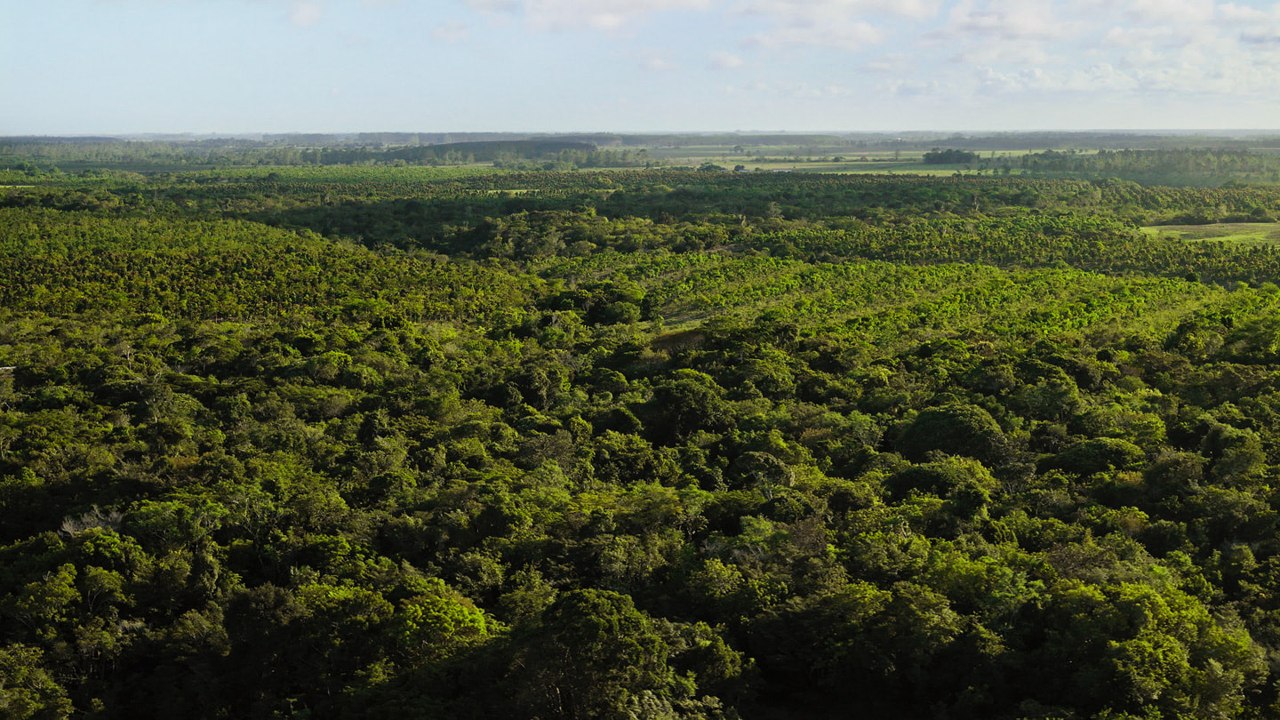 俯瞰巴西大西洋森林。
