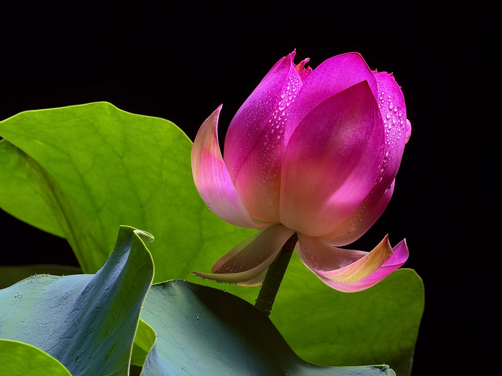 使用 iPhone 17 Pro 拍摄的细节丰富的花卉照片。