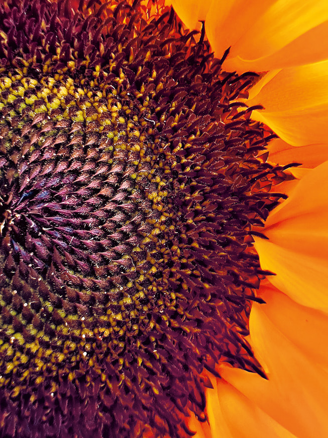 Abhik Mondal 使用 iPhone 13 Pro 拍摄的获奖作品近距离展示了向日葵的花序。