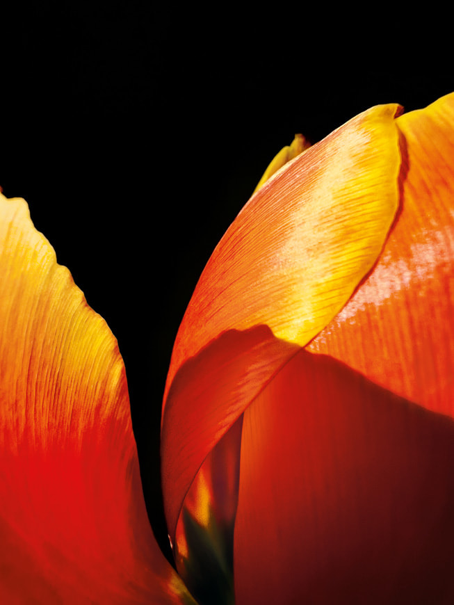 Hojisan 使用 iPhone 13 Pro 拍摄的获奖作品近距离展示了一朵花的鲜艳花瓣。