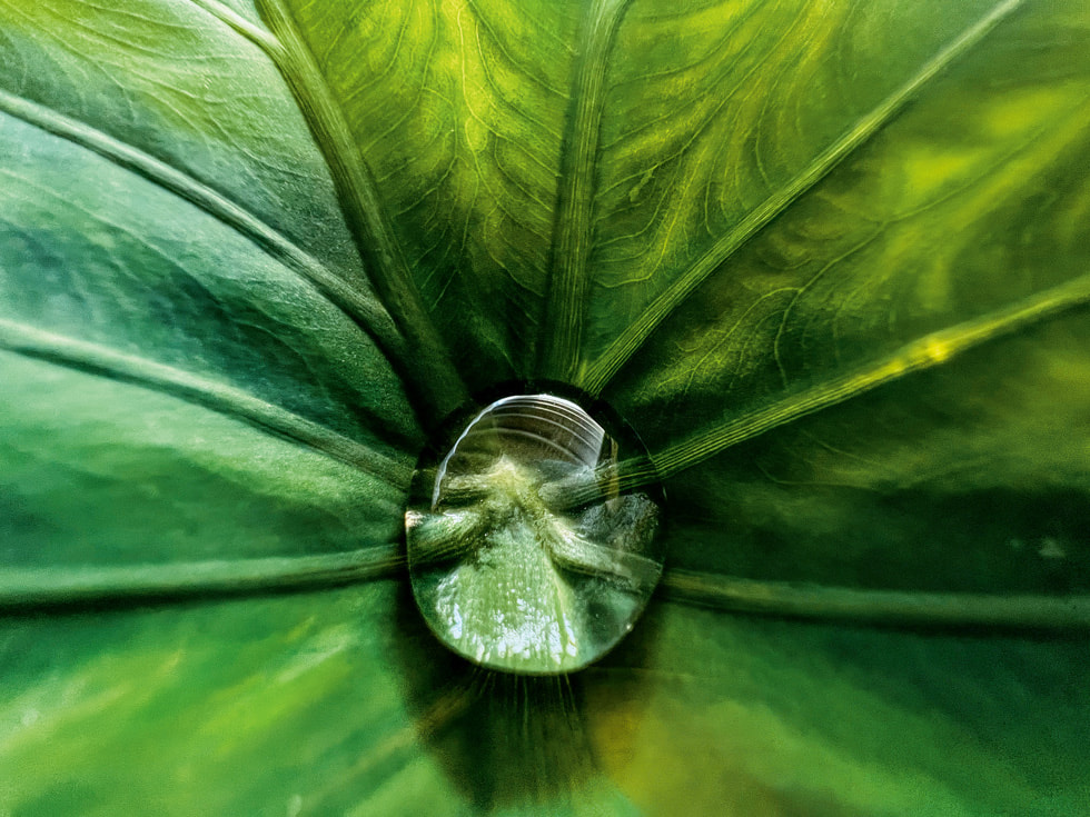 Jirasak Panpiansin 使用 iPhone 13 Pro 拍摄的获奖作品展示了绿叶上的露珠。