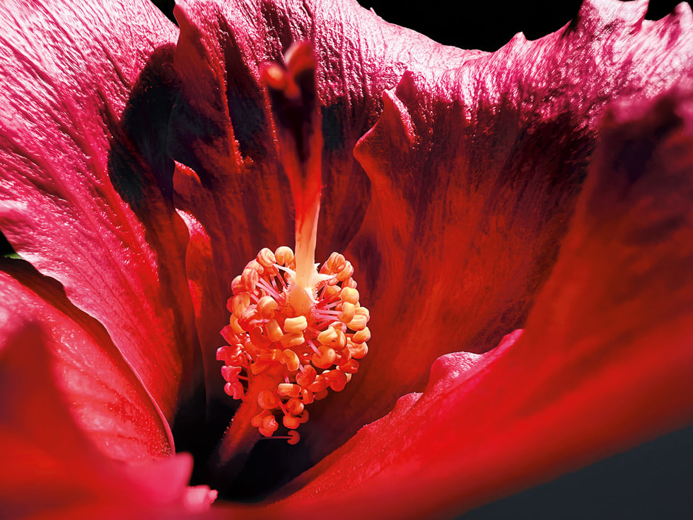 Marco Colletta 使用 iPhone 13 Pro 拍摄的获奖作品展示了红色木槿花内部的奇妙光影。