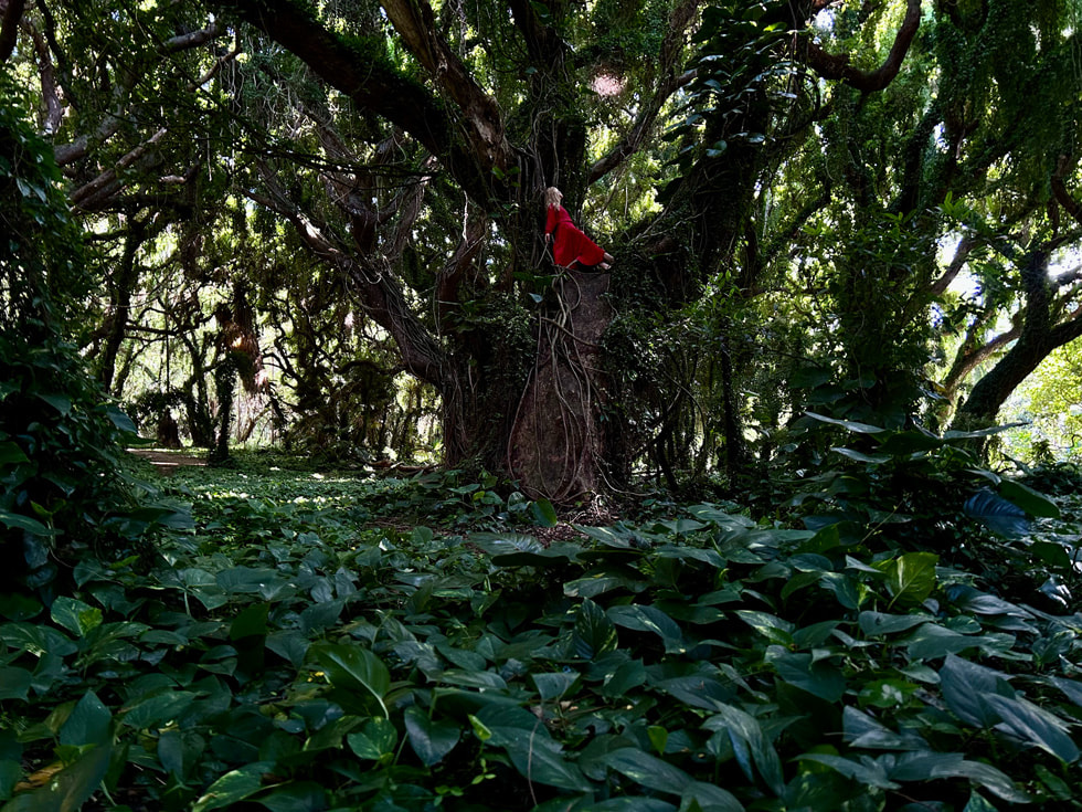 密林中，一个人姿态优雅地坐在高大的树上。