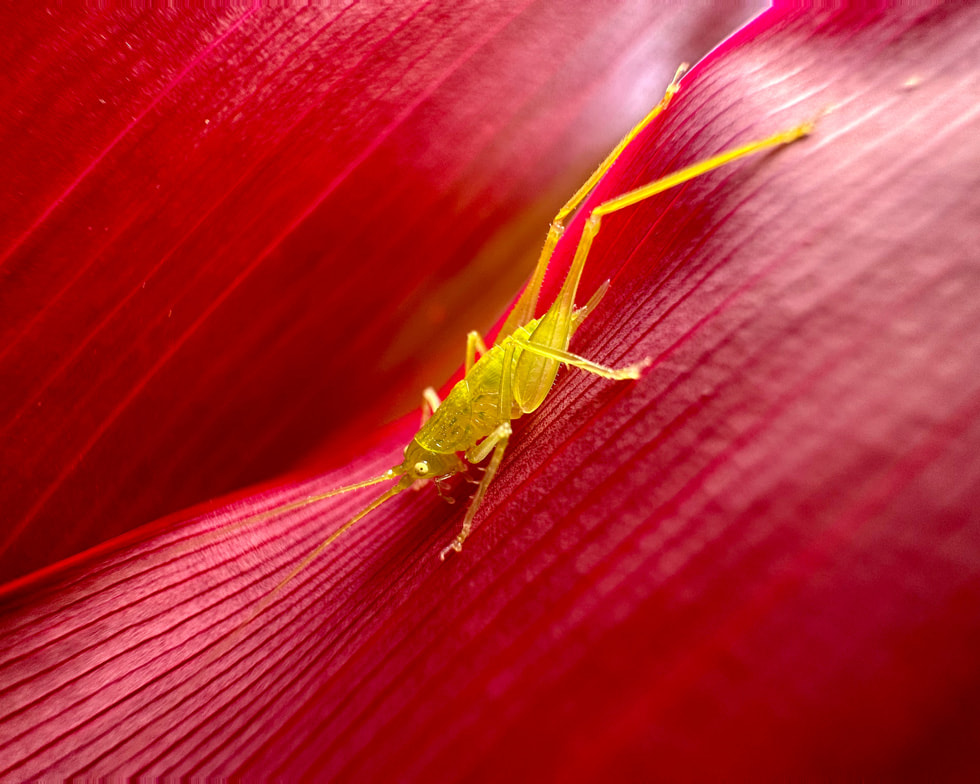 以微距模式拍摄一只昆虫停驻在花瓣上。