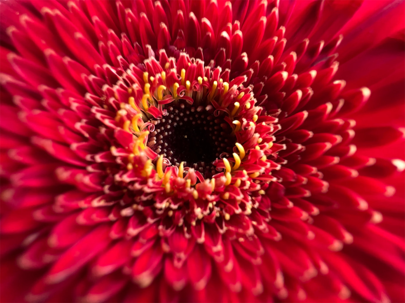 使用 iPhone 13 Pro 超广角镜头以微距模式拍摄的红花。