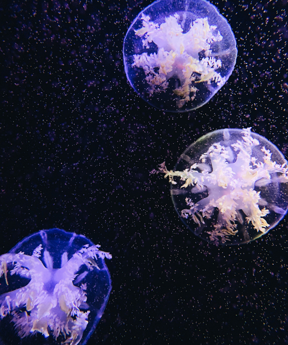 三只水母在水族馆里漂浮。