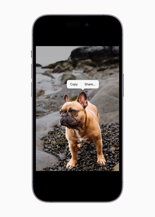 用 iOS 16 在 iPhone 14 Pro 上选中的法国斗牛犬。