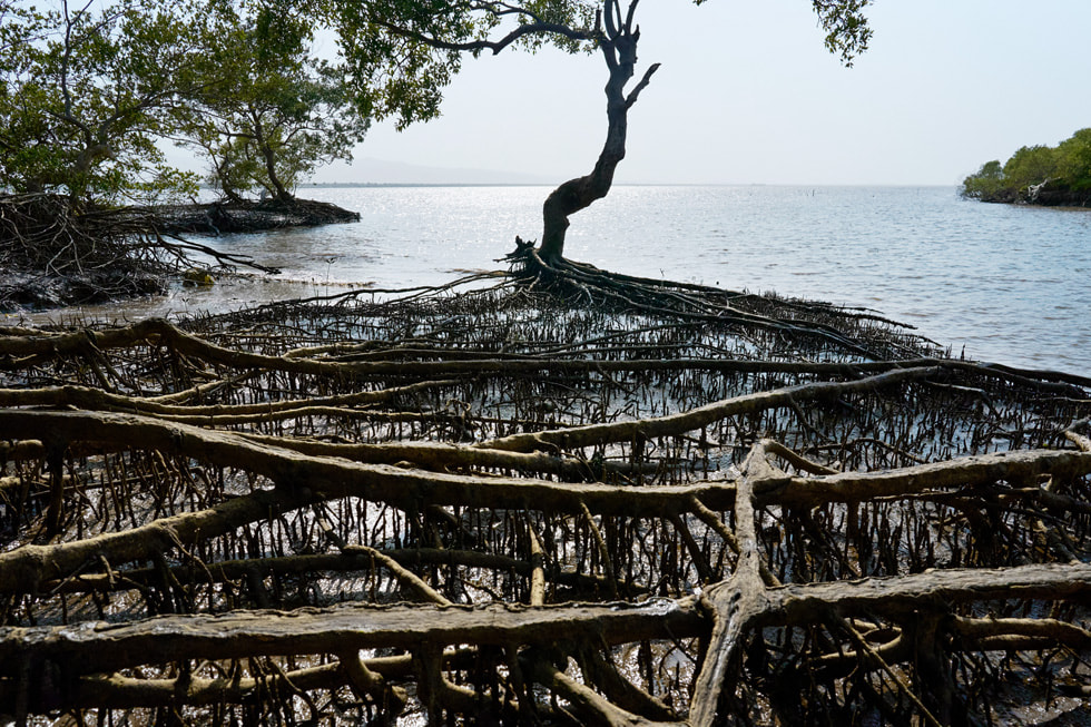 Mangrove 树根在印度沿海的水下纵横交错。