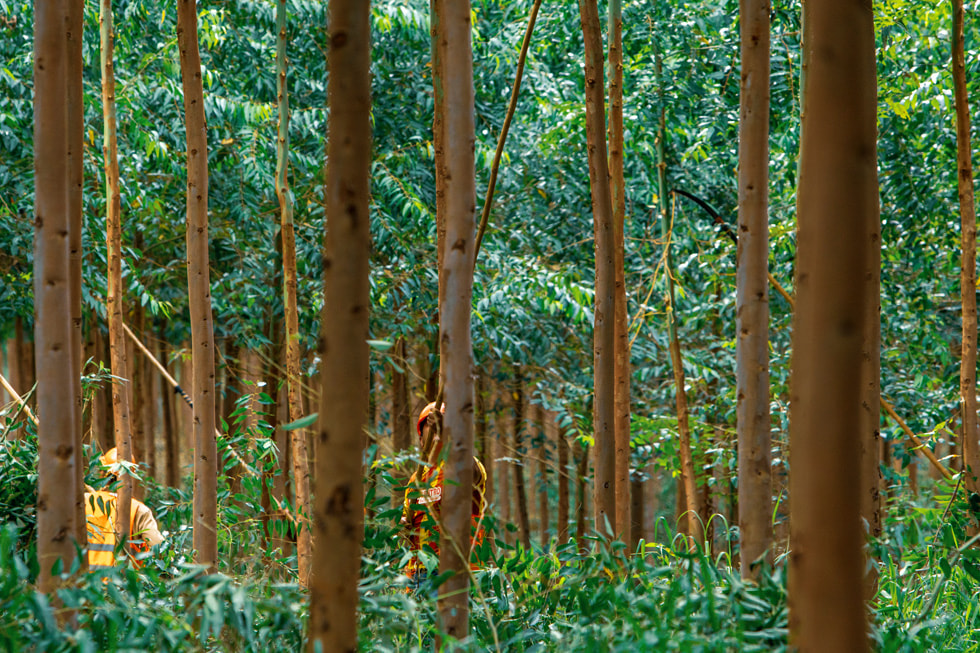 林业工人处理树木，培养可持续管理的森林。