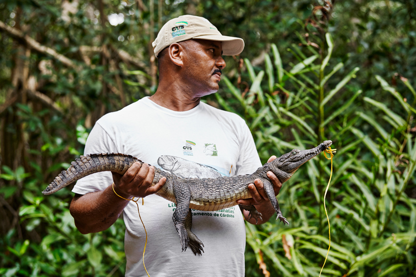 曾经的鳄鱼猎人 Betsabe López Macias 抓起一只濒危的尖鼻鳄。