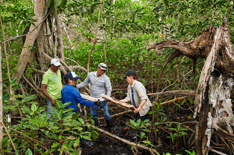 哥伦比亚红树林中的林间工作人员。
