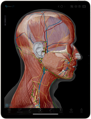 iPad Air 屏幕上显示人体解剖图谱 app