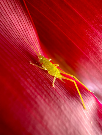 0.5 倍超广角摄像头拍摄的微距照片，画面是红色叶片上的黄色昆虫。