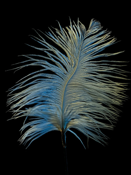 长焦摄像头在低光下拍摄的照片，画面是黑色背景中的蓝色羽毛，细节丰富。