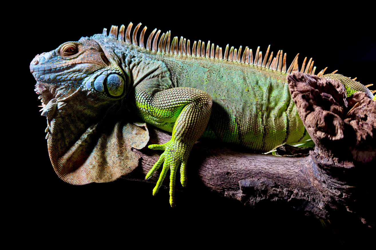 一只绿色美洲鬣蜥的细节照片，使用 iPhone 15 Pro 的 4800 万像素主摄拍摄